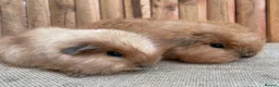 Guinea Pig rodents for sale: Swiss teddy babies  - Advert 2
