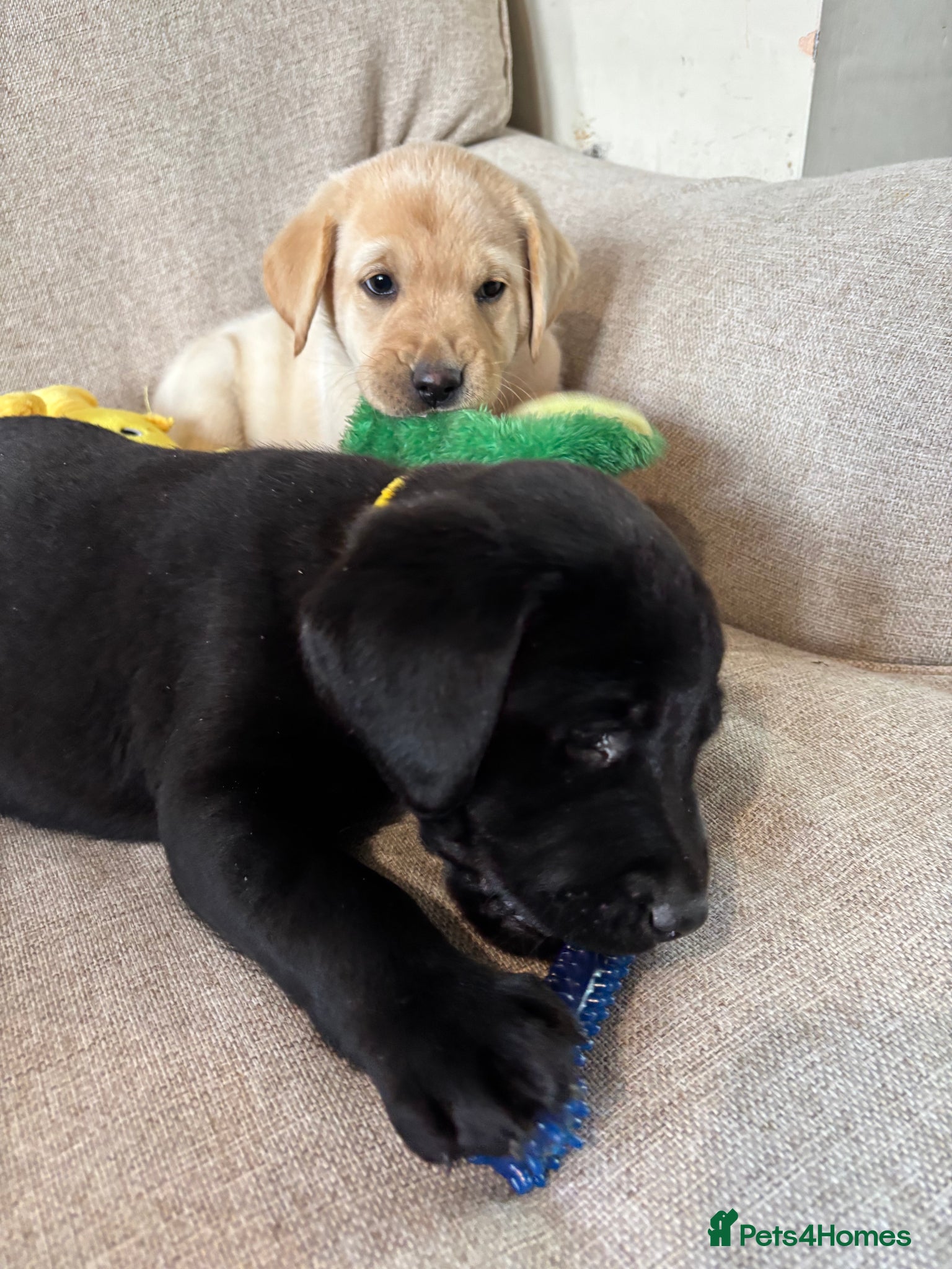 Labrador Retriever dogs Updated photos - KC Registered Labrador Puppies - Advert 1