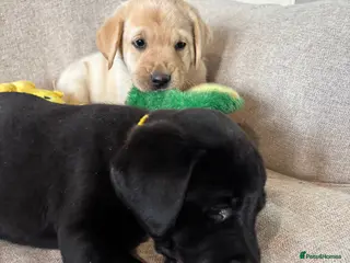 Labrador Retriever dogs Updated photos - KC Registered Labrador Puppies - Advert 4