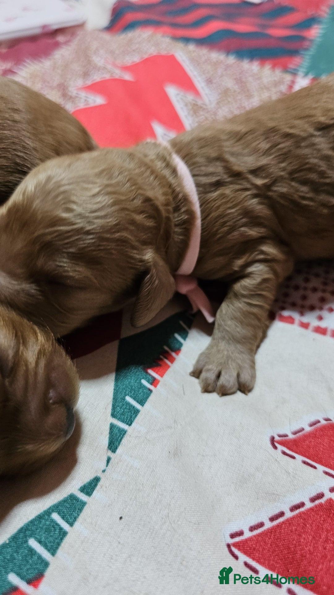 Cavapoo dogs for sale: Dashing Cavapoo Puppies  - Advert 25