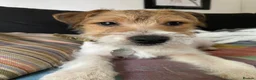 Jack Russell dogs for sale: 7 month old Jack Russell  in Manchester - Advert 3