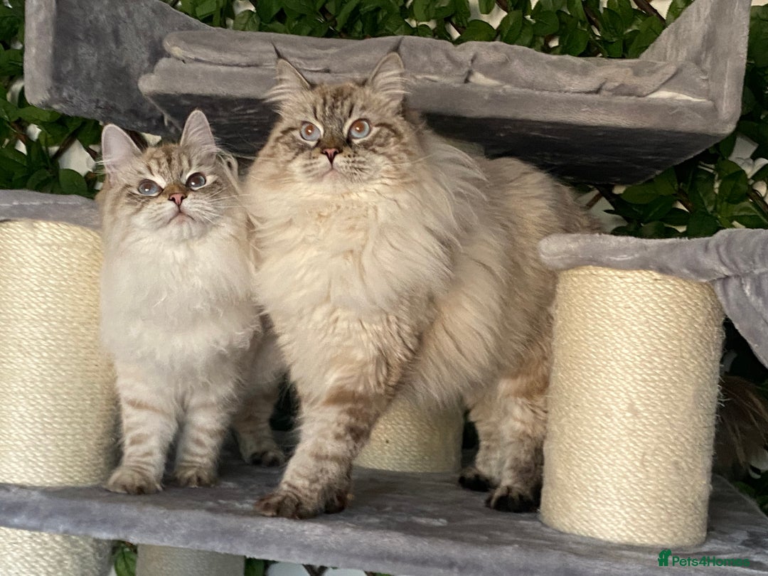 Siberian cats for sale: 🌓Word Champion Grandfather 🌖 - Advert 24