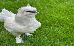 Chickens poultry for sale: Rooster needing a new home - Advert 2