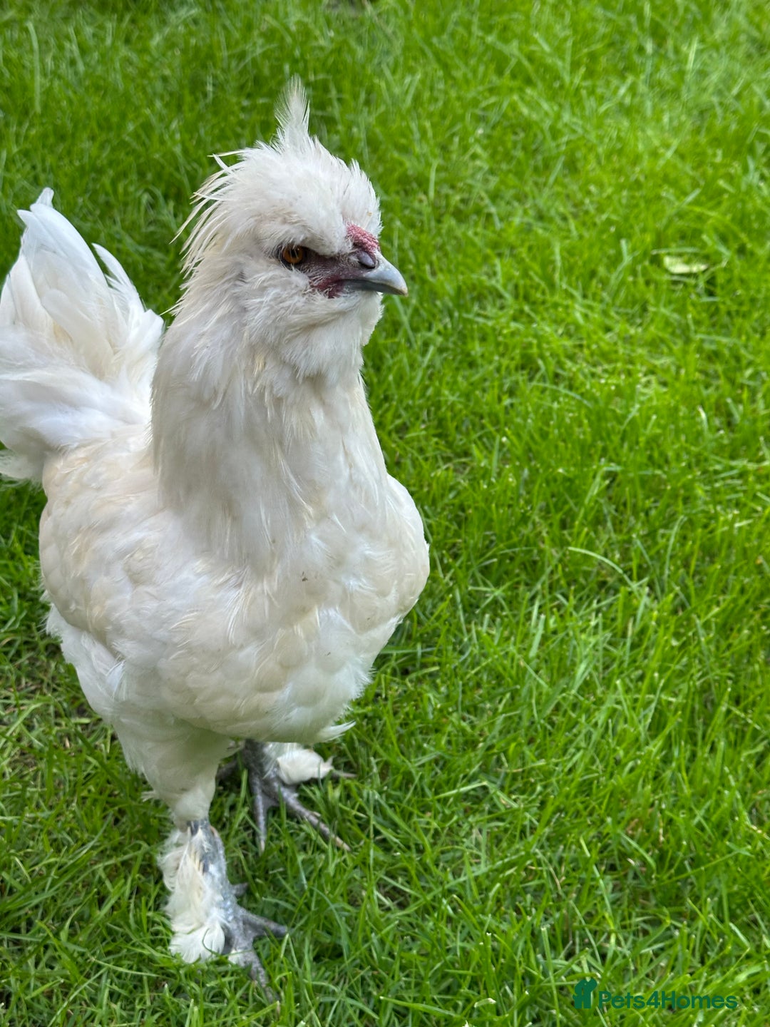 Chickens poultry for sale: Rooster needing a new home - Advert 2