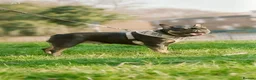 French Bulldog dogs for sale: Stunning French Bulldog Pups  - Advert 5