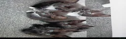 Mixed Breed cats for sale: Kittens 4 sale - Advert 2
