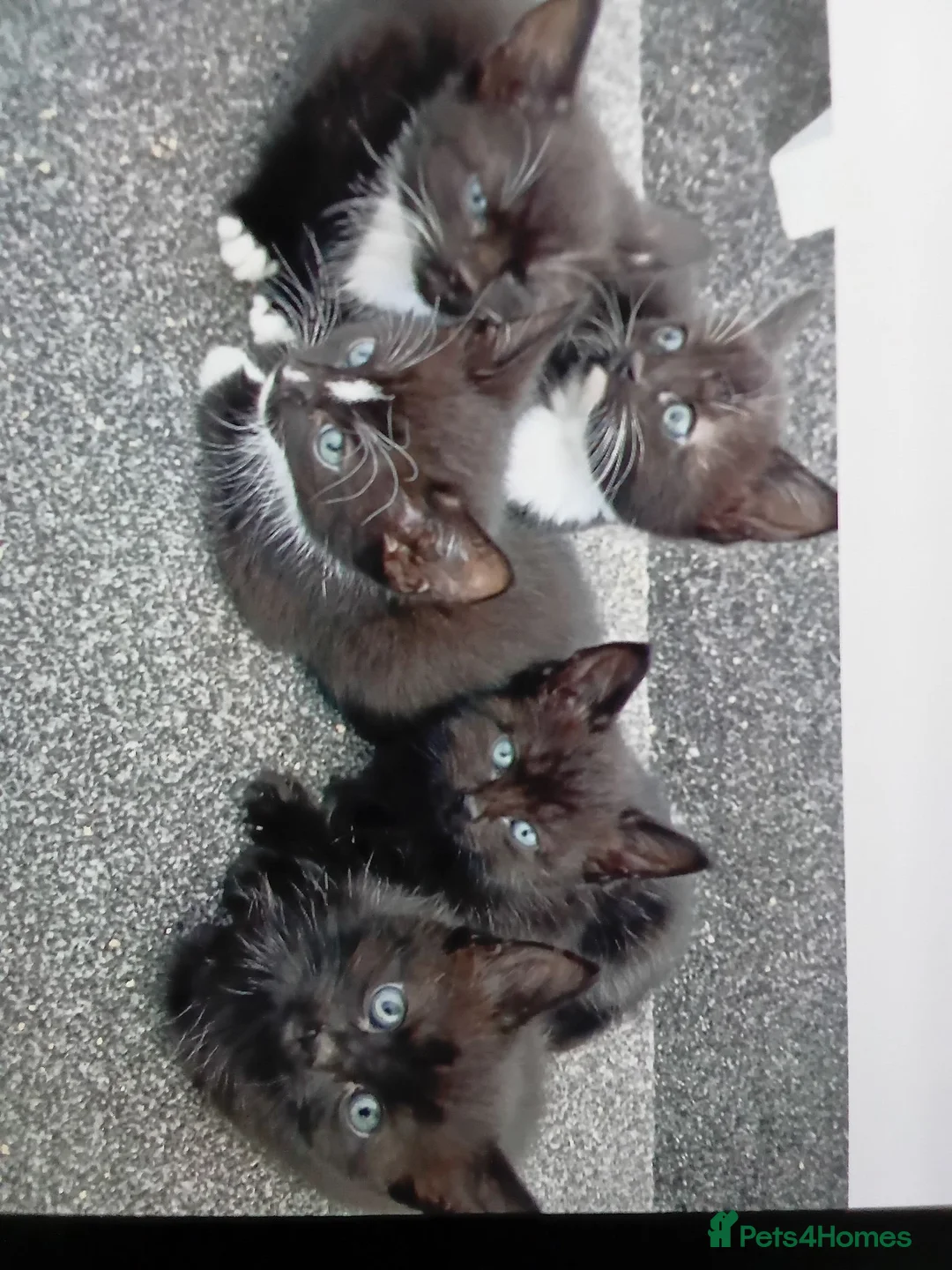 Mixed Breed cats for sale: Kittens 4 sale - Advert 2