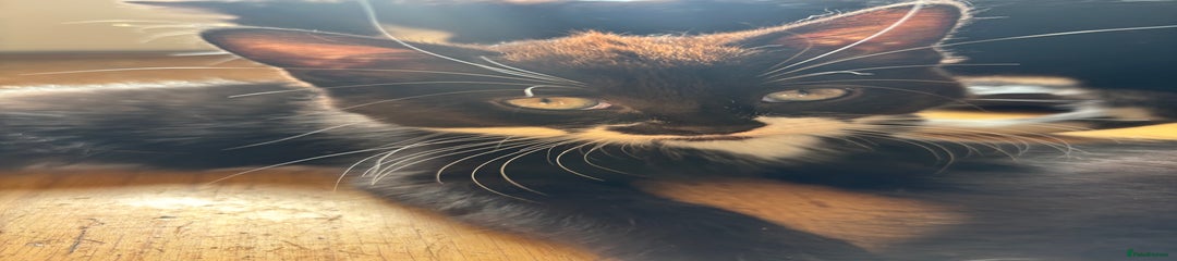 Domestic Shorthair Kitten 1