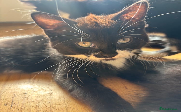 Domestic Shorthair cats - Advert 7