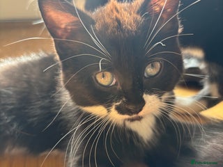 Domestic Shorthair cats - Advert 37