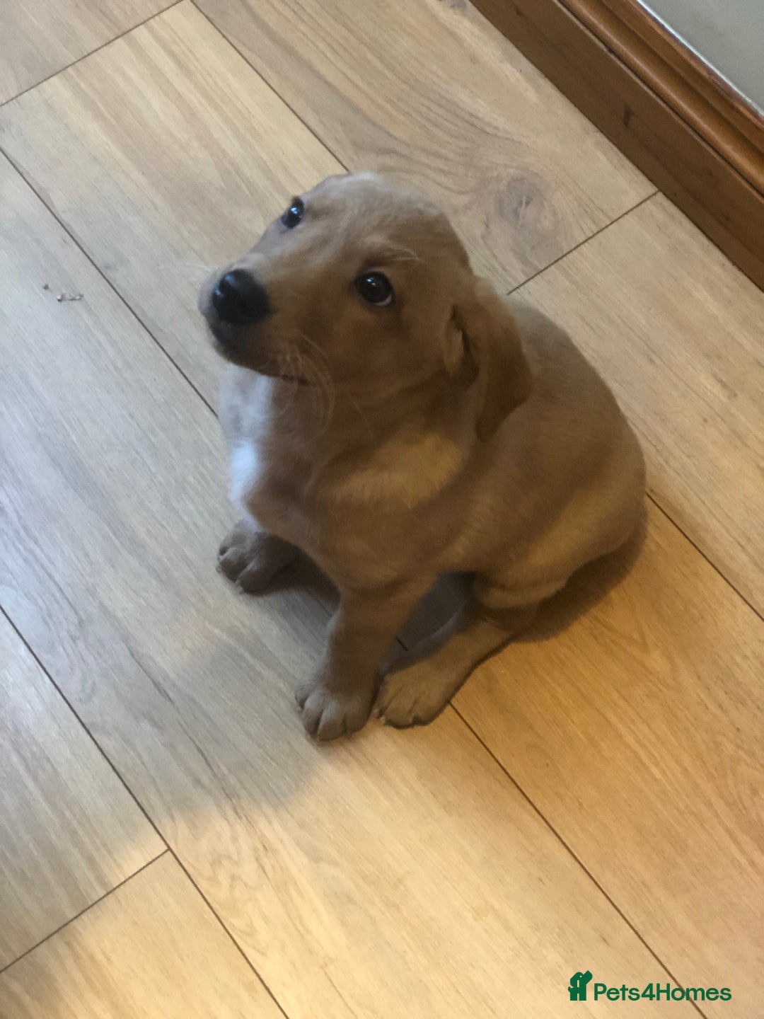 Labrador Retriever dogs for sale: Beautiful Kc registered Royal bloodline Labrador  - Advert 10