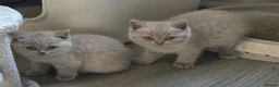 British Shorthair cats for sale: HEALTH TESTED BRITISH SHORTHAIR LILAC MALE KITTEN  - Advert 10