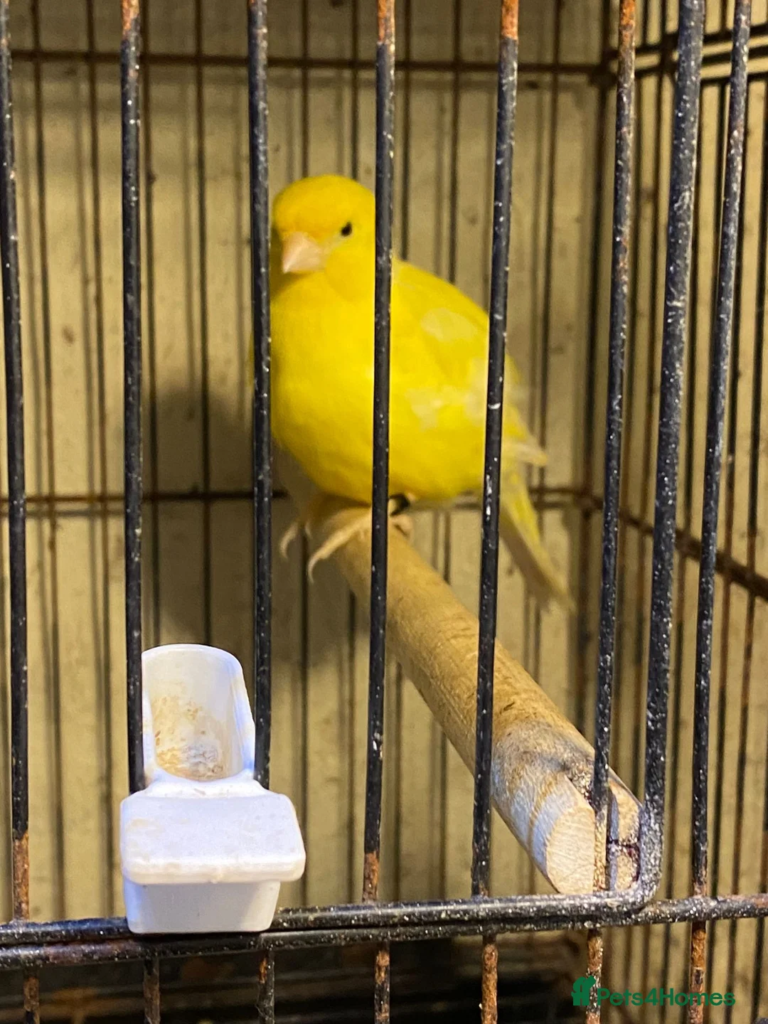 Mixed Breed birds for sale: Mixed birds  in Dudley - Advert 8