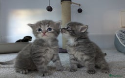 Maine Coon cats for sale: Maincoon - Image 17