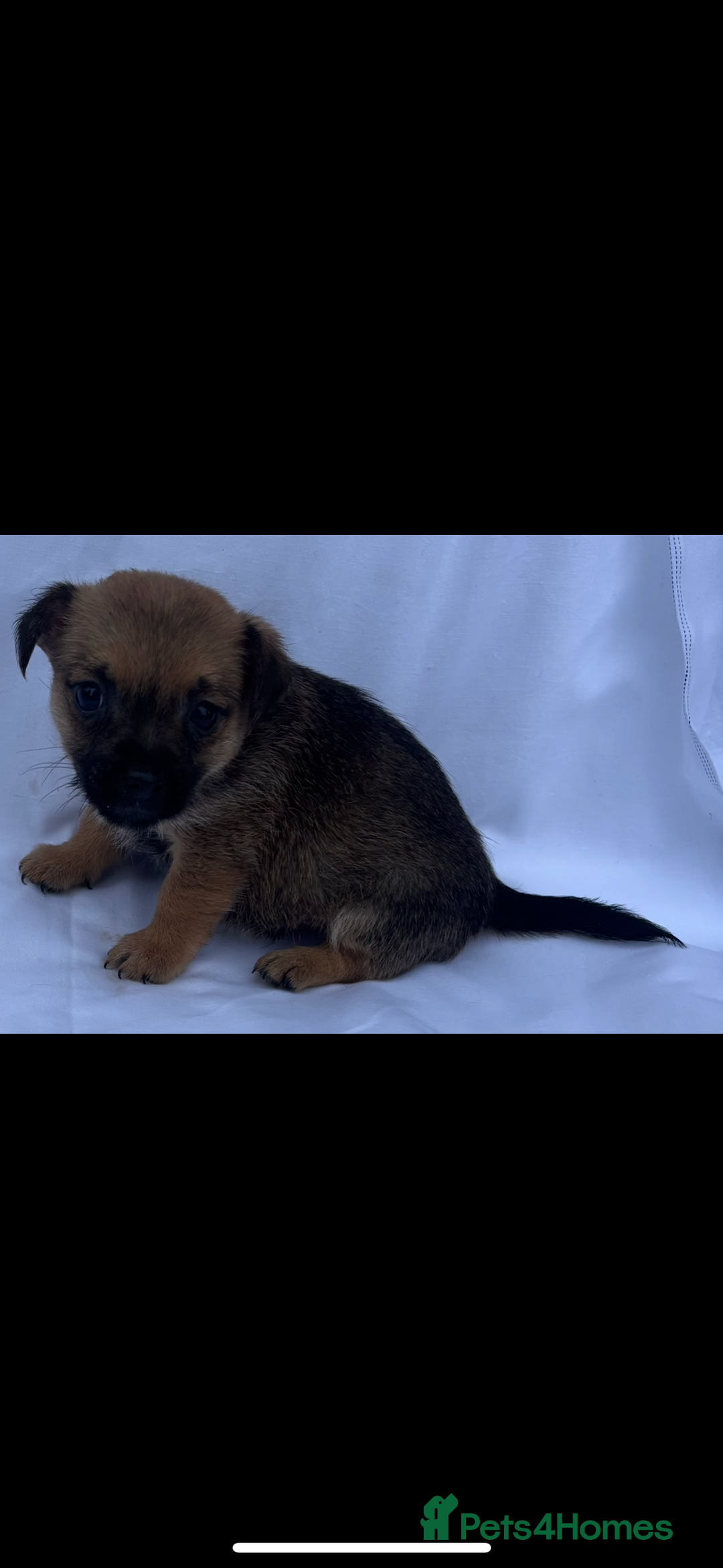 Jack Russell dogs for sale: Jack Russel puppy’s  - Image 7