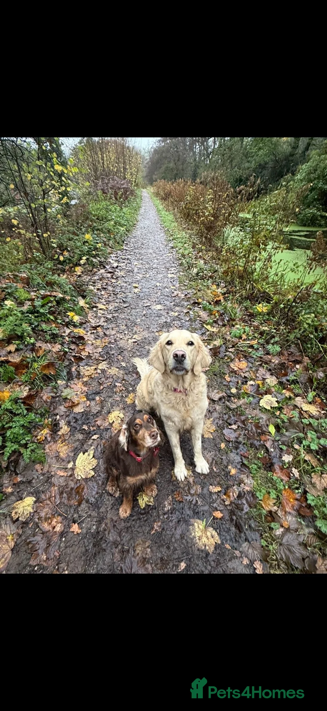 Cocker Spaniel dogs for adoption: ❤️🐶 DOLLY – A LITTLE SPANIEL GIRL in Burton-on-Trent - Advert 2