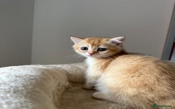 British Shorthair cats for sale: GCCF BSH Last Chocolate Golden Female Kitten Left - Image 34