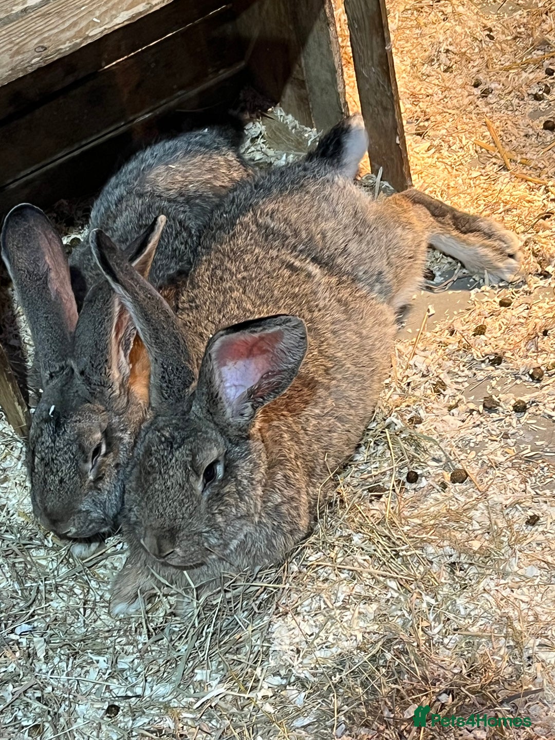 Continental Giant rabbits for sale: 3x 8 month continental giants - fully vaccinated - Advert 4