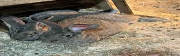 Continental Giant rabbits for sale: 3x 8 month continental giants - fully vaccinated - Advert 4