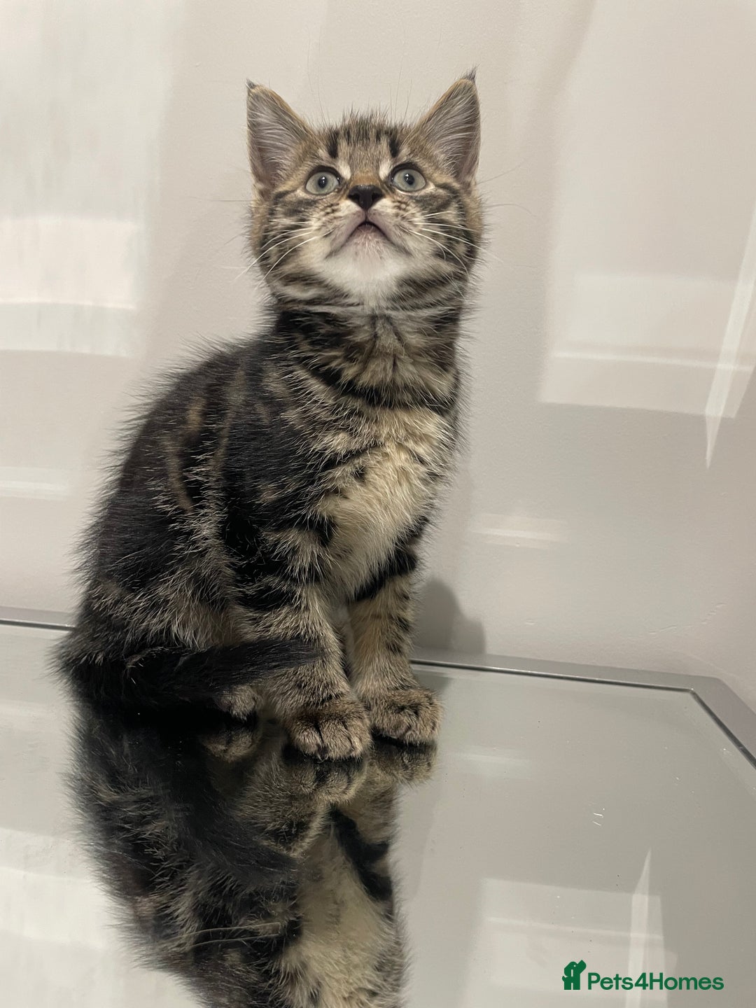 Mixed Breed cats for sale: Beautiful kittens ready to go now  - Advert 2