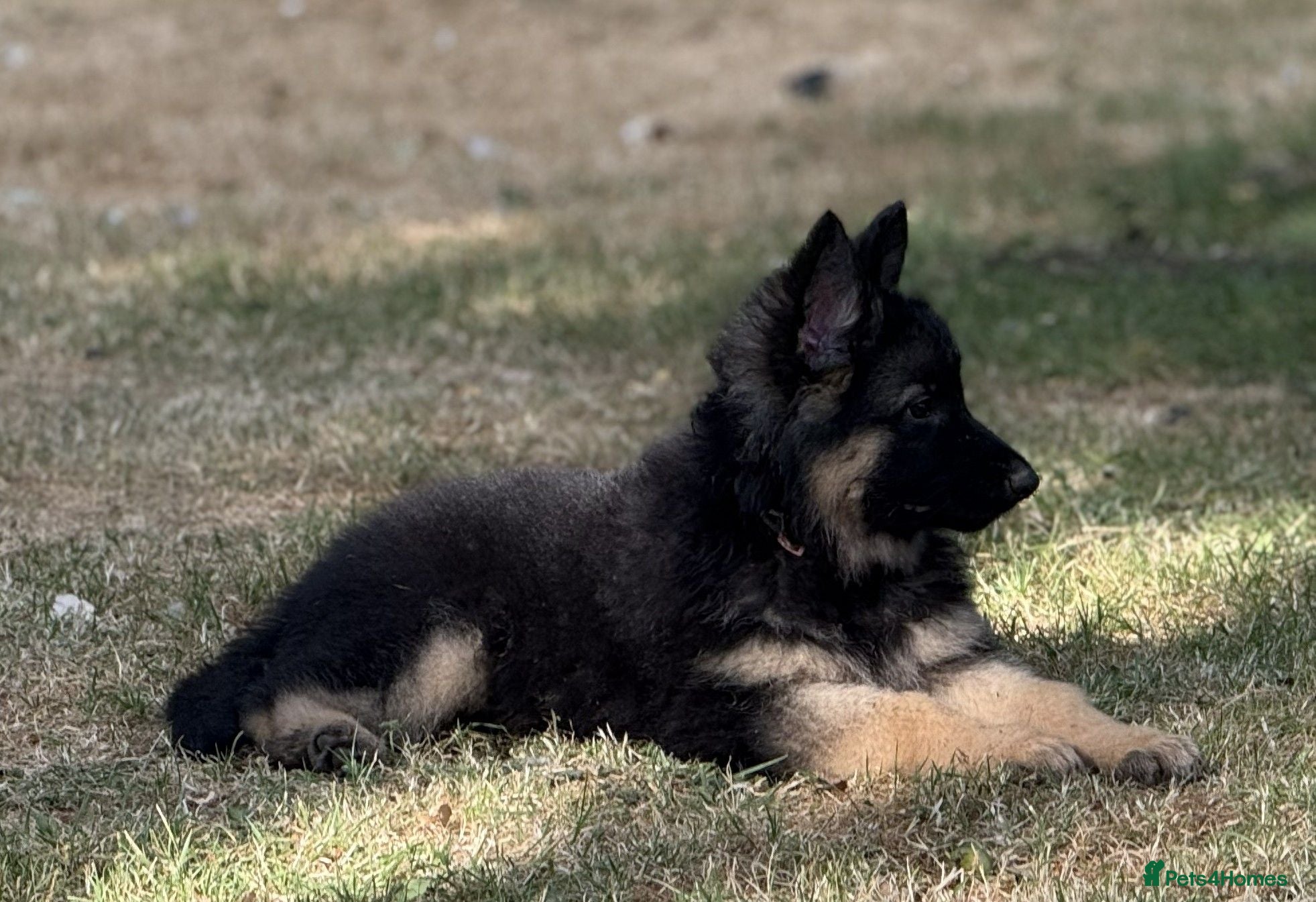 German Shepherd dogs Quality Longcoat Pups With Health tested Parents  - Advert 2