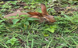 Belgian Hares rabbits for sale: Belgian hares  - Image 11