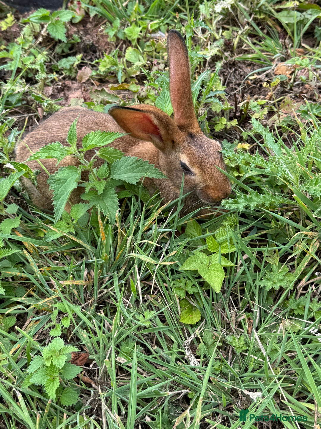 Belgian Hares rabbits for sale: Belgian hares  - Image 11