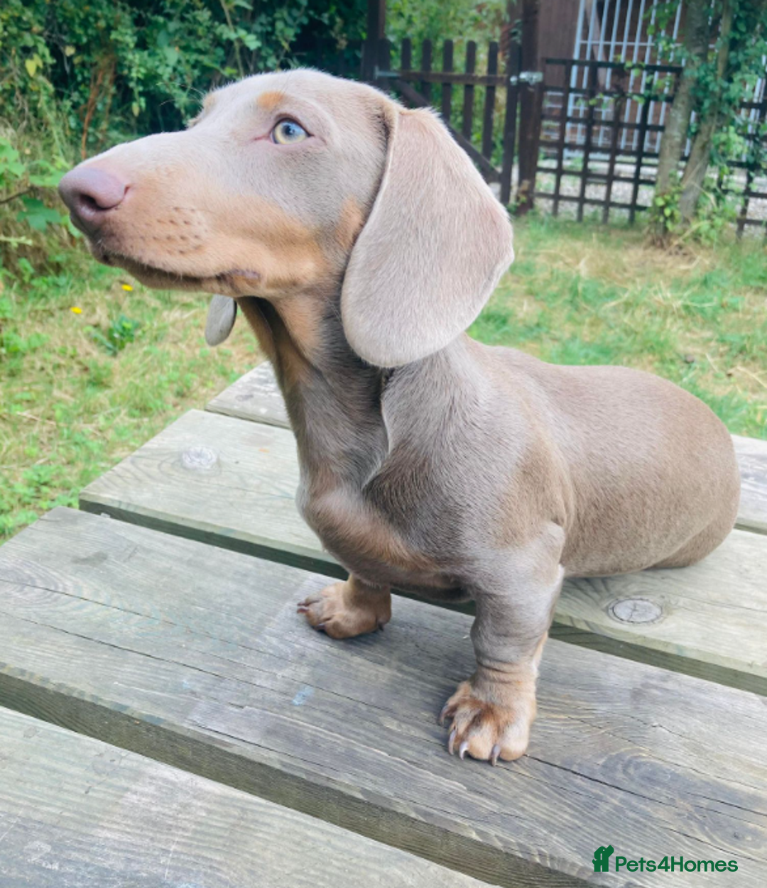 Miniature Dachshund dogs for stud: KCReg PRA,OI,DM Clear COI 0.0% Miniature Dachshund in Gunnislake - Advert 8