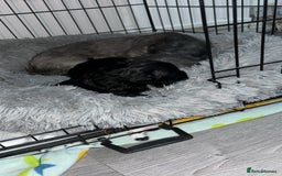 Shihpoo dogs for sale: Beautiful shihpoo puppies - Advert 5