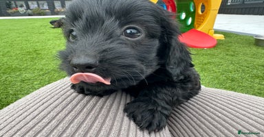 Mixed Breed dogs - Advert 7