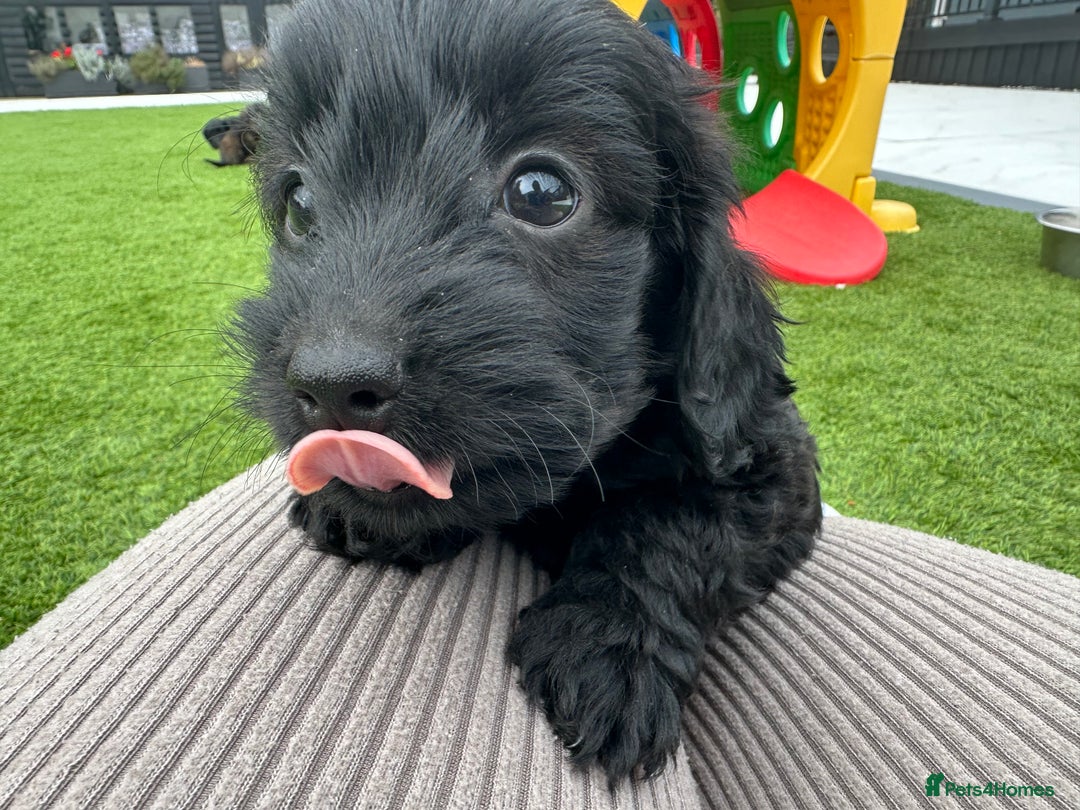 Mixed Breed dogs for sale: Stunning Daxipoo both parents kc,  health tested - Image 3