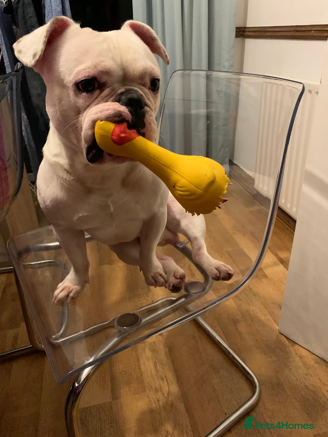 French Bulldog dogs for sale: White french bulldog  - Image 5