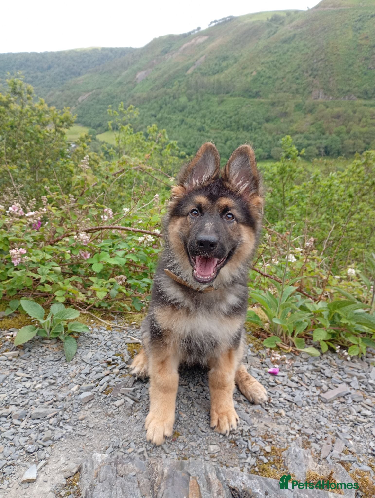 German Shepherd dogs Diesel 🩶 13 weeks old* - Advert 18