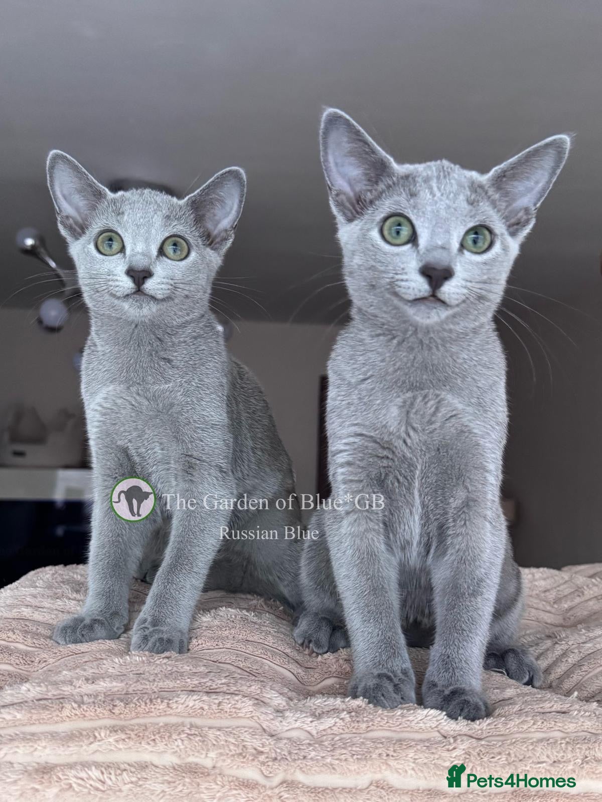 Russian Blue cats Two Beautiful Pedigree Russian Blue Girls - Advert 1
