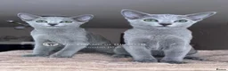 Russian Blue cats for sale: Two Beautiful Pedigree Russian Blue Girls - Advert 1