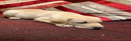 Labrador Retriever dogs for sale: UNEXPECTED sale of Yellow Labrador dog puppy - Advert 6