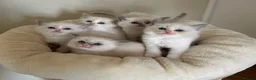 Ragdoll cats for sale: Gorgeous ragdoll kittens - Advert 14