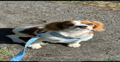 Cavalier King Charles Spaniel dogs - Advert 8