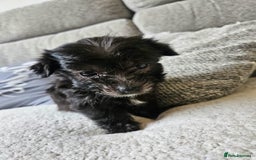 Morkie dogs for sale: 🐶 Adorable Morkie Puppies 🐶 - Image 16
