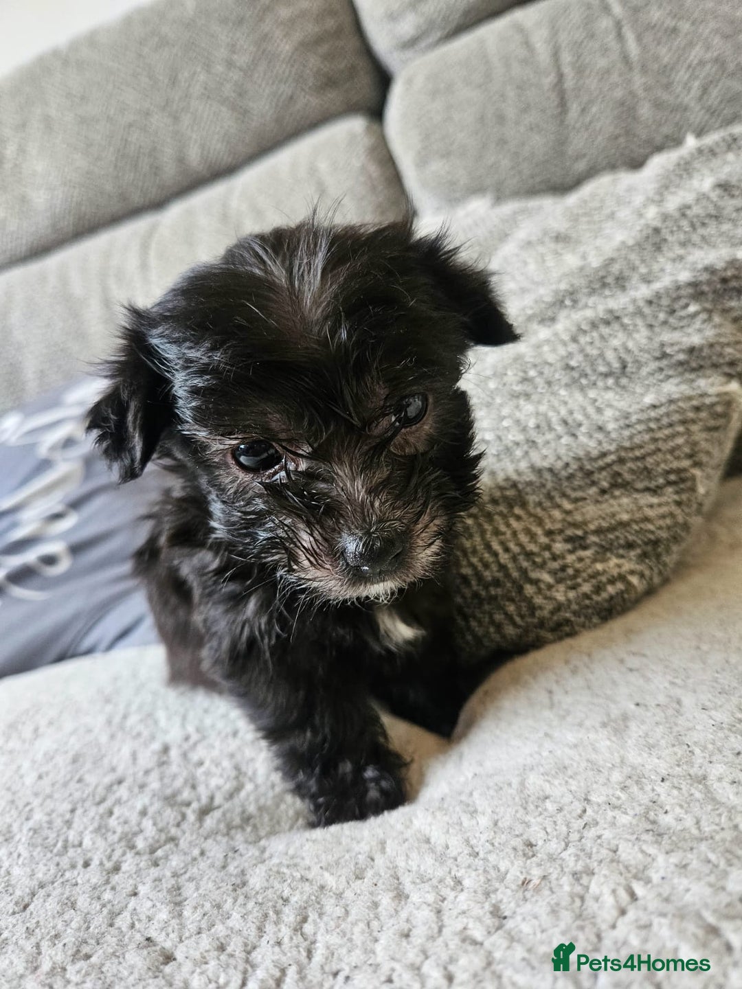 Morkie dogs for sale: 🐶 Adorable Morkie Puppies 🐶 - Image 16