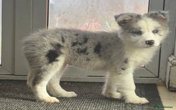 Border Collie dogs for sale: Border Collie Puppies. READY NOW - Image 2