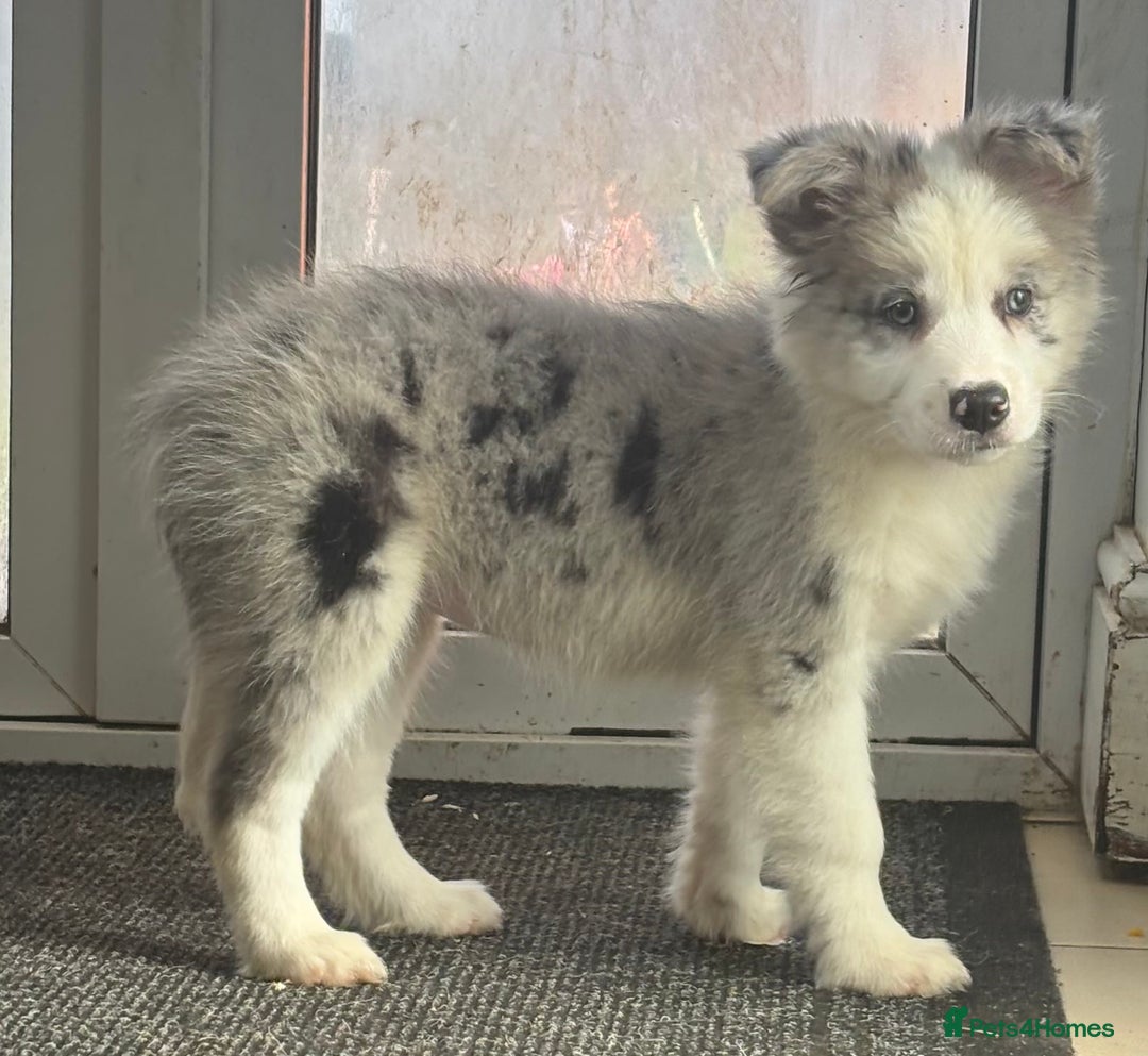 Border Collie dogs for sale: Border Collie Puppies. READY NOW - Image 2