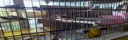 Finches birds for sale: Zebra  finches  for sale - Advert 2