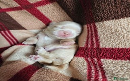 Shih Tzu dogs for sale: Quality Imperial Shih tzu babies - Advert 11