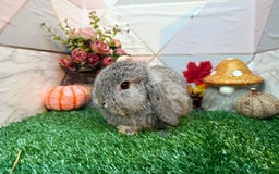 Mini Lop rabbits for sale: 🐰 Adorable Male Mini Lops 🏡 - Image 2