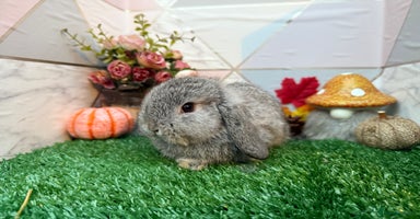 Mini Lop rabbits - Advert 5