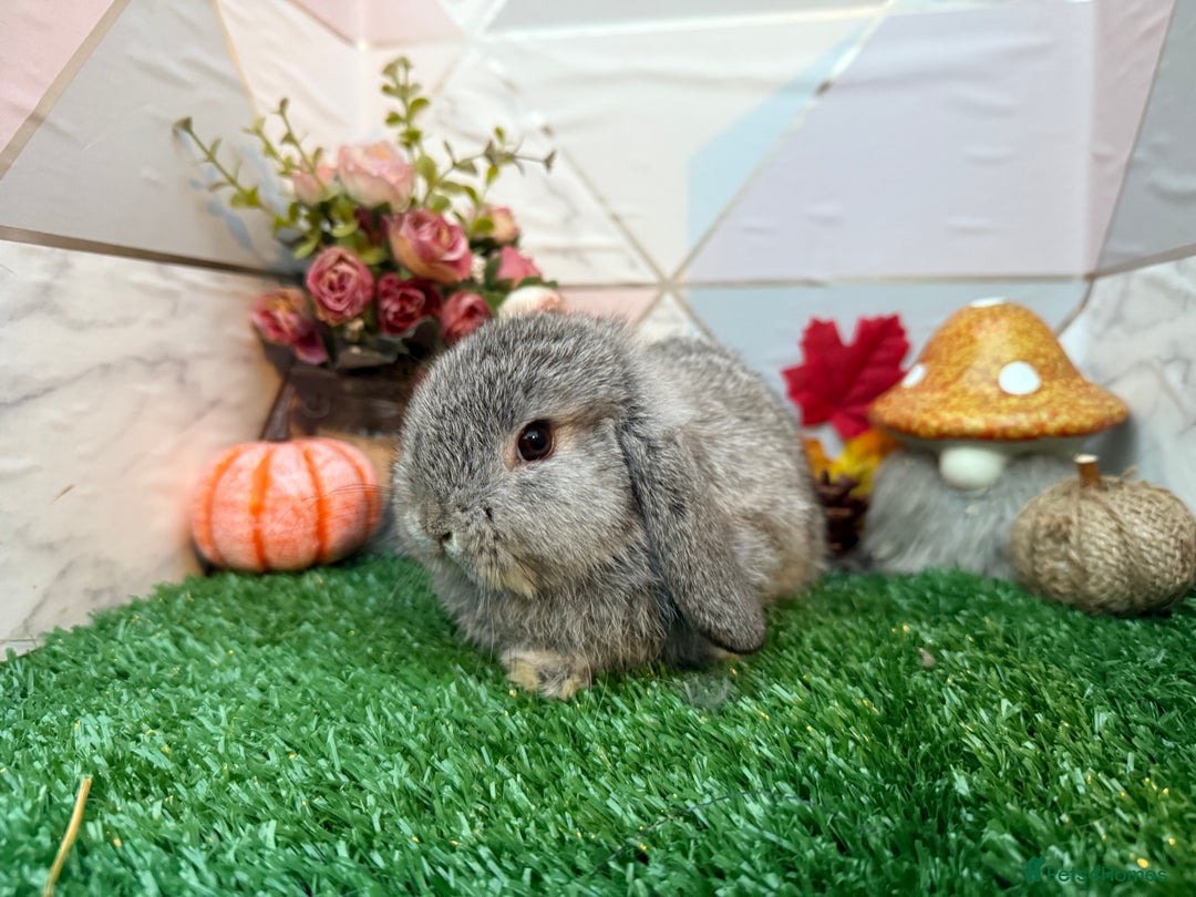 Mini Lop rabbits for sale: 🐰 Adorable Male Mini Lops 🏡 - Image 2