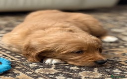 Golden Retriever dogs for sale: Dark Red Golden Retriever Pups Ready 1st November - Image 36