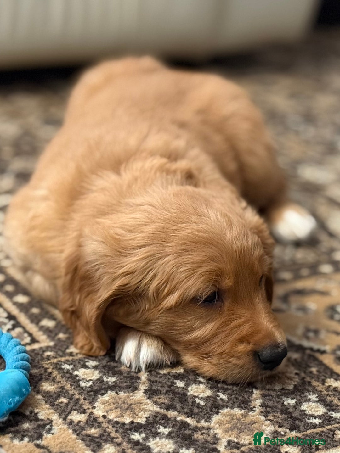 Golden Retriever dogs for sale: Dark Red Golden Retriever Pups Ready 1st November - Image 36