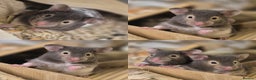 Hamster rodents for sale: pedigree syrian hamsters - Advert 4